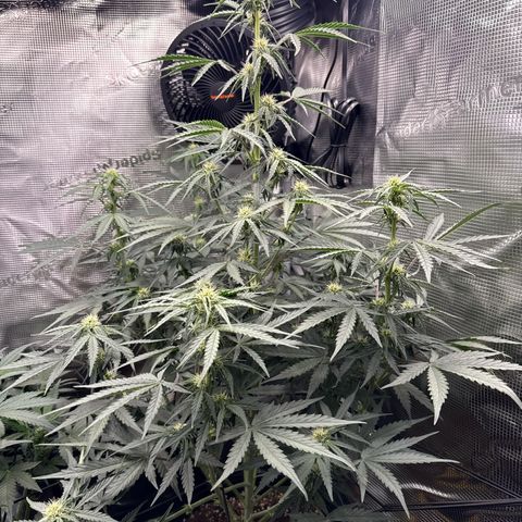 Helga growlog timeline photo