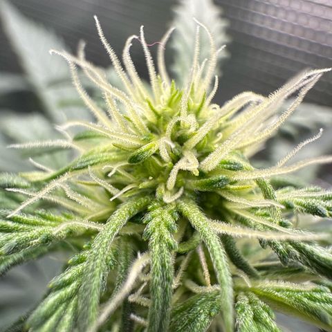 Helga growlog timeline photo