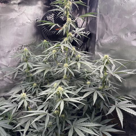 Helga growlog timeline photo