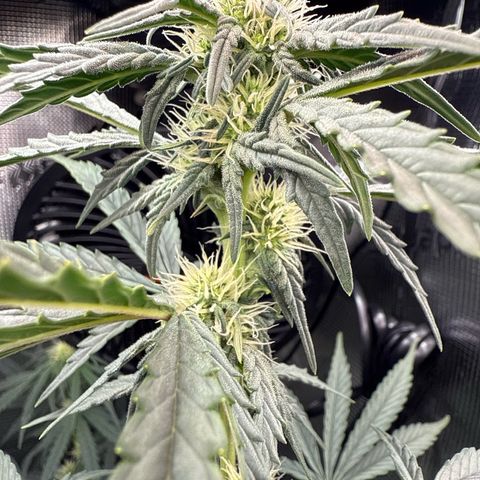 Helga growlog timeline photo