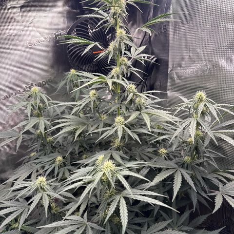 Helga growlog timeline photo
