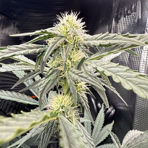 Helga growlog timeline photo