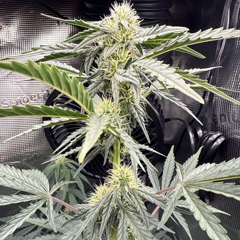 Helga growlog timeline photo