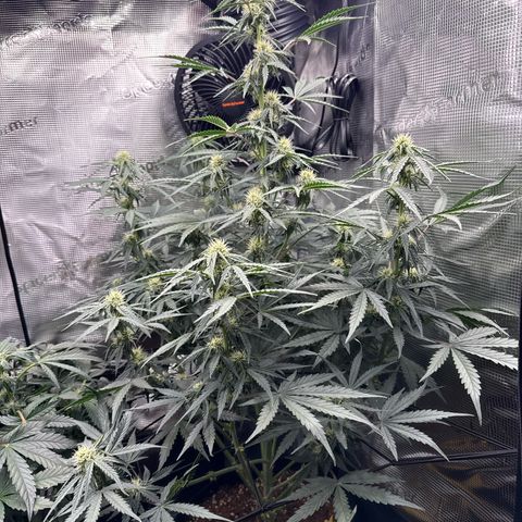Helga growlog timeline photo