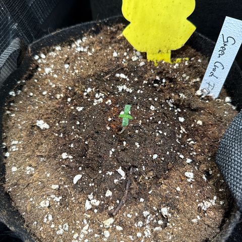 Karin growlog timeline photo