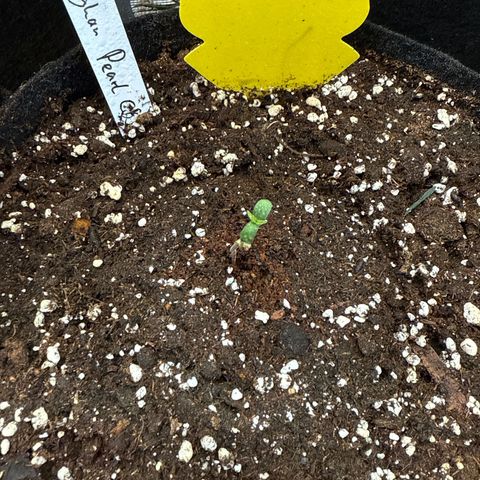 Jenni growlog timeline photo