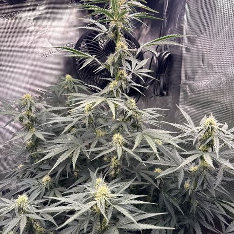 Helga growlog timeline photo