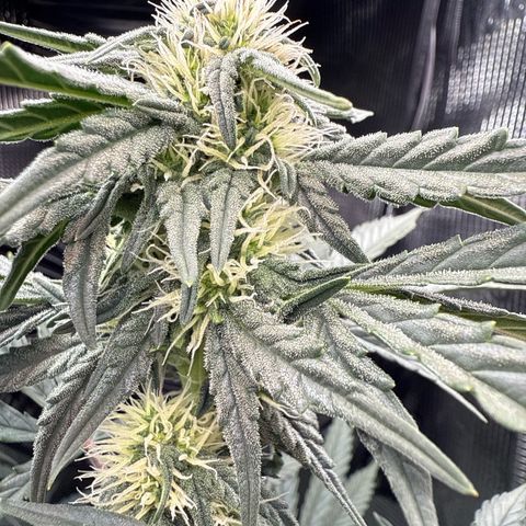 Helga growlog timeline photo