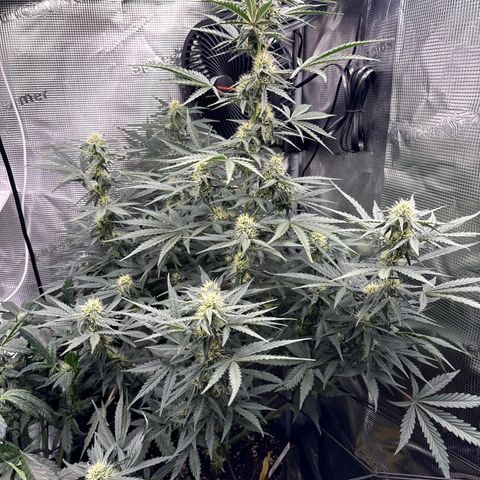 Helga growlog timeline photo