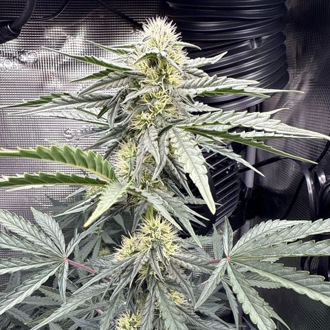 Helga growlog timeline photo
