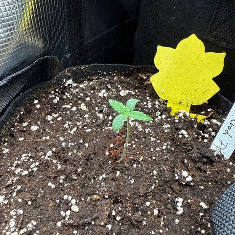 Karin growlog timeline photo