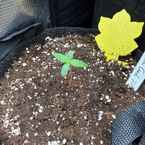 Karin growlog timeline photo