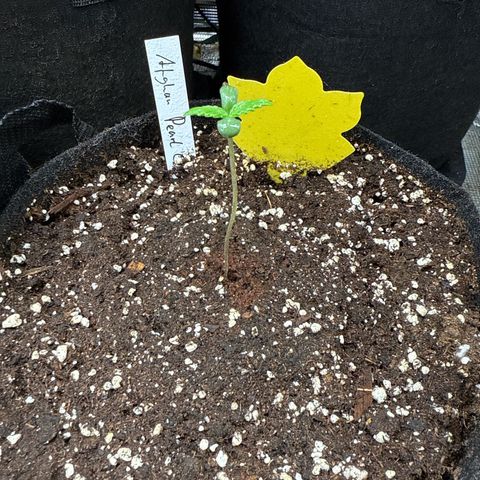 Jenni growlog timeline photo