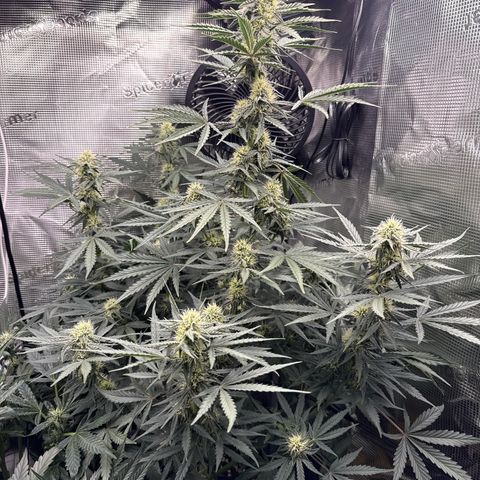 Helga growlog timeline photo