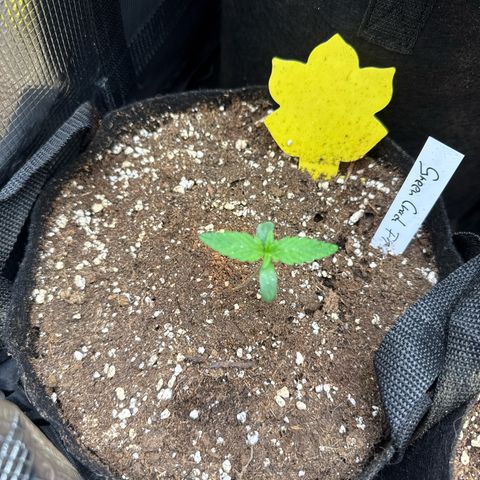 Karin growlog timeline photo