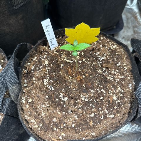 Jenni growlog timeline photo