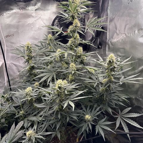 Helga growlog timeline photo