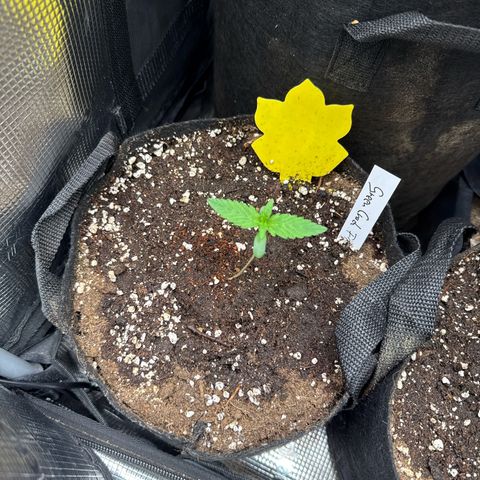 Karin growlog timeline photo