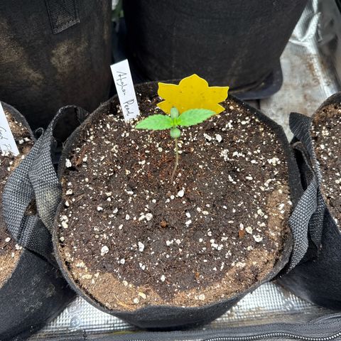 Jenni growlog timeline photo