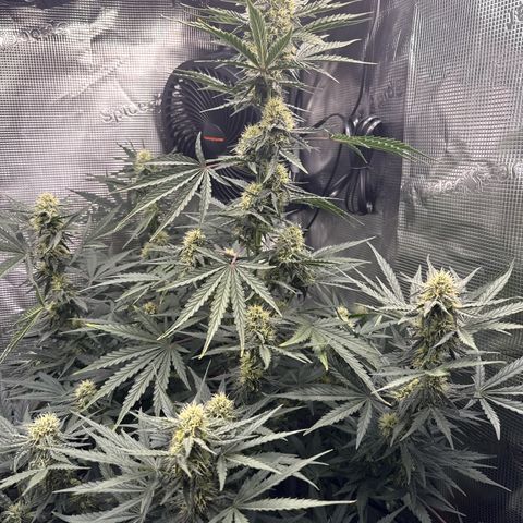 Helga growlog timeline photo