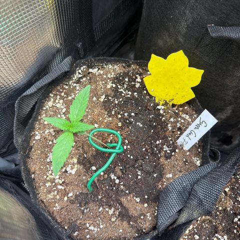 Karin growlog timeline photo