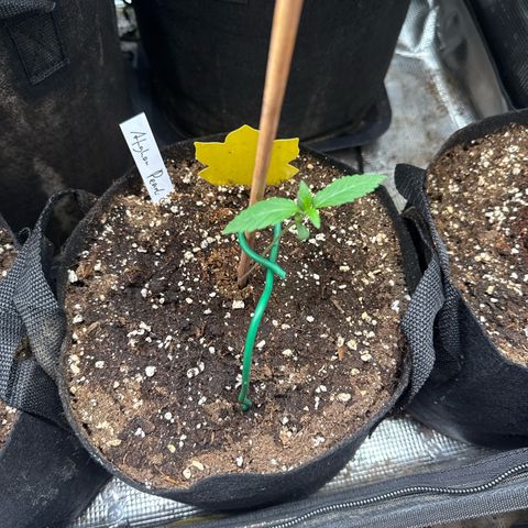 Jenni growlog timeline photo