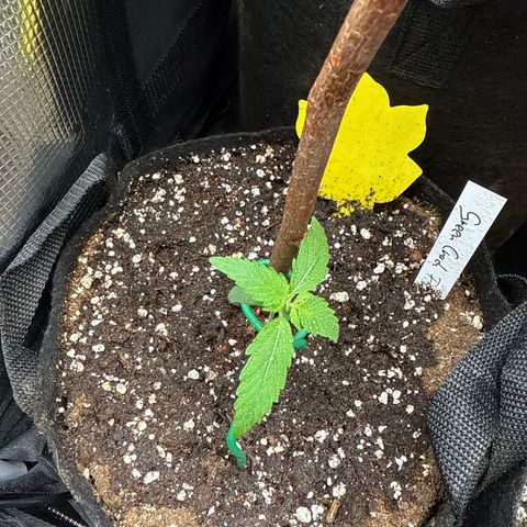 Karin growlog timeline photo