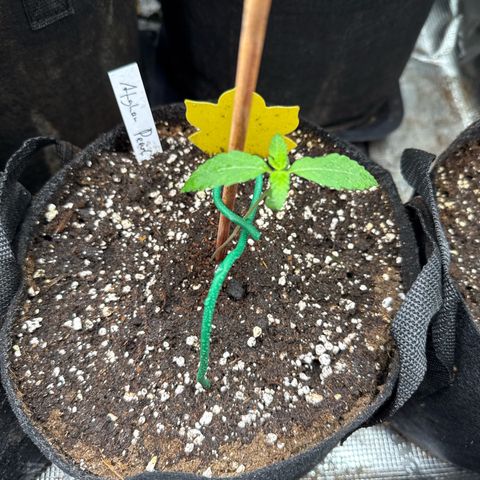 Jenni growlog timeline photo