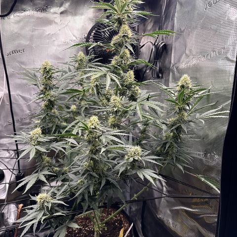 Helga growlog timeline photo