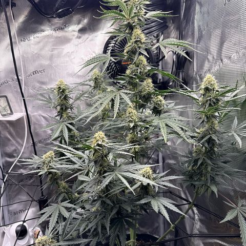 Helga growlog timeline photo