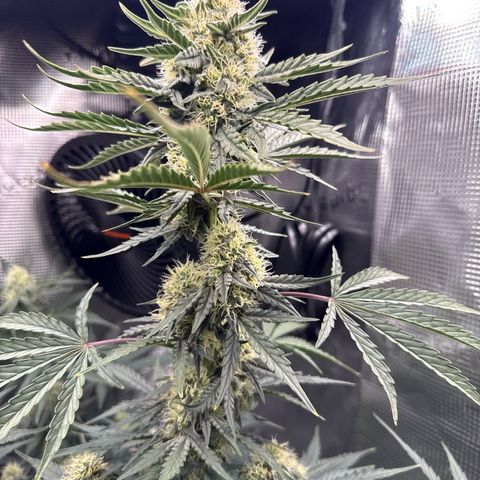Helga growlog timeline photo