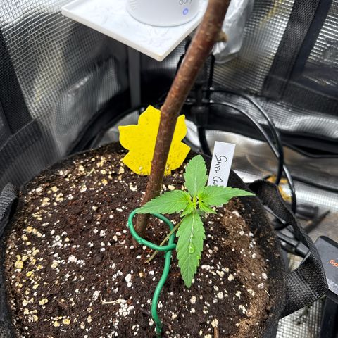 Karin growlog timeline photo