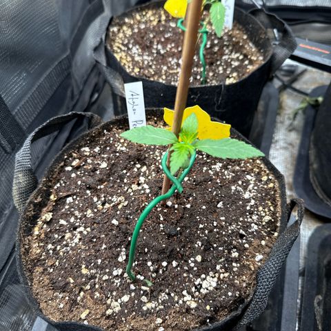 Jenni growlog timeline photo
