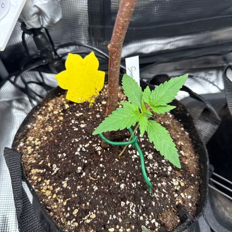 Karin growlog timeline photo
