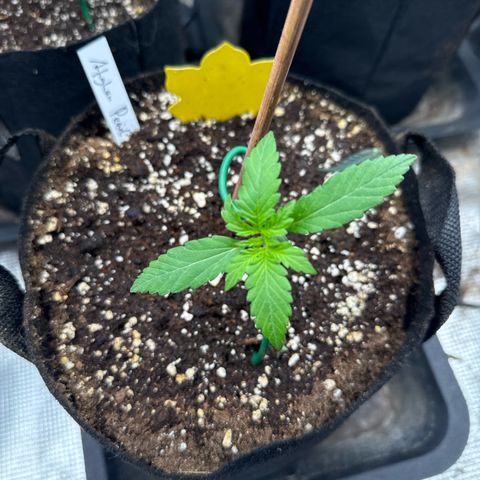 Jenni growlog timeline photo