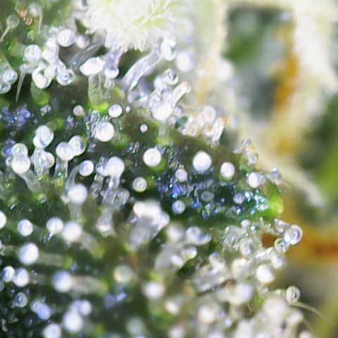 Helga growlog timeline photo