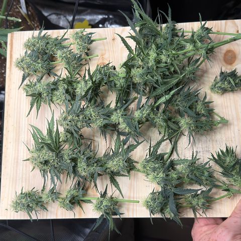 Helga growlog timeline photo
