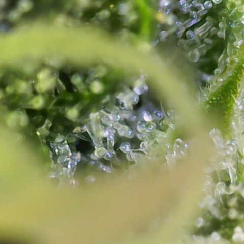 Helga growlog timeline photo