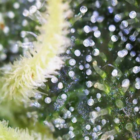 Helga growlog timeline photo