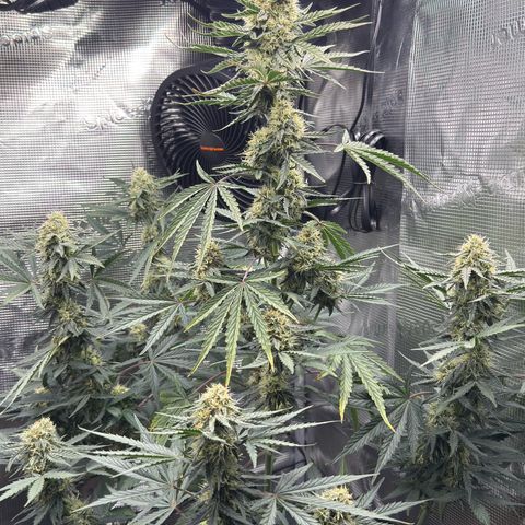 Helga growlog timeline photo