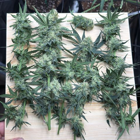 Helga growlog timeline photo