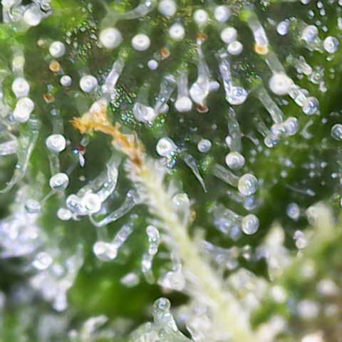 Helga growlog timeline photo