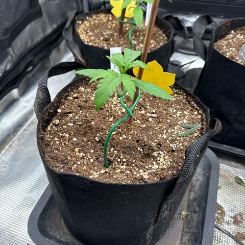 Jenni growlog timeline photo
