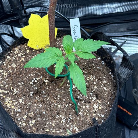Karin growlog timeline photo