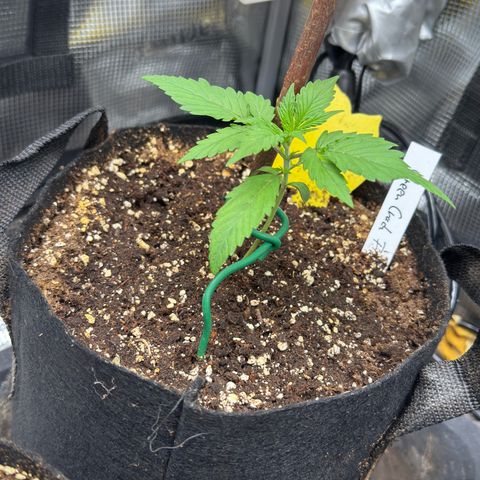 Karin growlog timeline photo