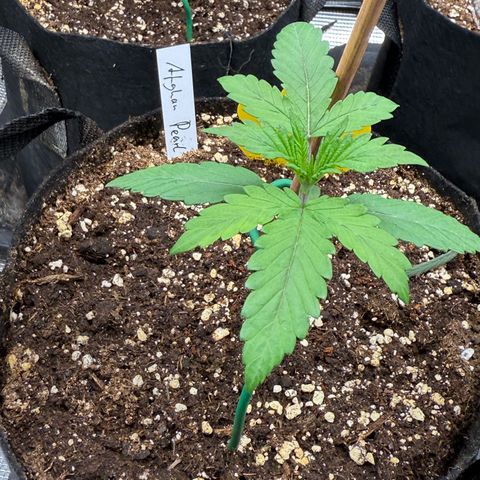 Jenni growlog timeline photo