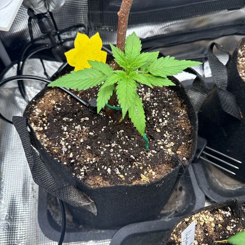 Karin growlog timeline photo