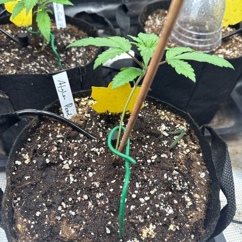 Jenni growlog timeline photo