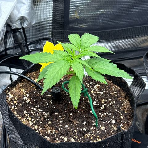 Karin growlog timeline photo