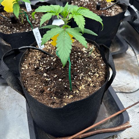 Jenni growlog timeline photo